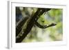 Boa Constrictor Snake, Costa Rica-null-Framed Photographic Print