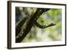 Boa Constrictor Snake, Costa Rica-null-Framed Photographic Print