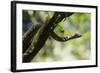 Boa Constrictor Snake, Costa Rica-null-Framed Photographic Print