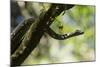 Boa Constrictor Snake, Costa Rica-null-Mounted Photographic Print