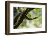 Boa Constrictor Snake, Costa Rica-null-Framed Photographic Print