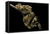 Boa Constrictor-Paul Starosta-Framed Stretched Canvas