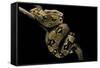 Boa Constrictor-Paul Starosta-Framed Stretched Canvas