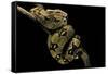 Boa Constrictor-Paul Starosta-Framed Stretched Canvas