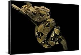 Boa Constrictor-Paul Starosta-Framed Stretched Canvas