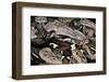 Boa Constrictor-Paul Starosta-Framed Photographic Print