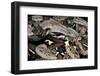 Boa Constrictor-Paul Starosta-Framed Photographic Print