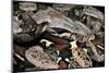 Boa Constrictor-Paul Starosta-Mounted Photographic Print