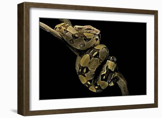 Boa Constrictor-Paul Starosta-Framed Photographic Print