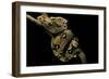 Boa Constrictor-Paul Starosta-Framed Photographic Print