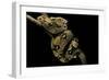 Boa Constrictor-Paul Starosta-Framed Photographic Print