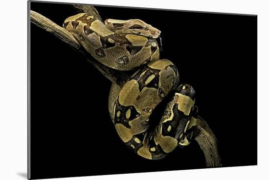 Boa Constrictor-Paul Starosta-Mounted Photographic Print