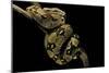 Boa Constrictor-Paul Starosta-Mounted Photographic Print