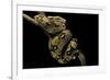 Boa Constrictor-Paul Starosta-Framed Photographic Print