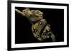 Boa Constrictor-Paul Starosta-Framed Photographic Print