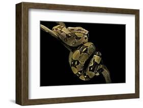 Boa Constrictor-Paul Starosta-Framed Photographic Print