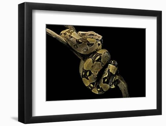 Boa Constrictor-Paul Starosta-Framed Photographic Print