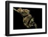 Boa Constrictor-Paul Starosta-Framed Photographic Print