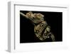 Boa Constrictor-Paul Starosta-Framed Photographic Print