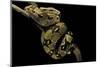 Boa Constrictor-Paul Starosta-Mounted Photographic Print