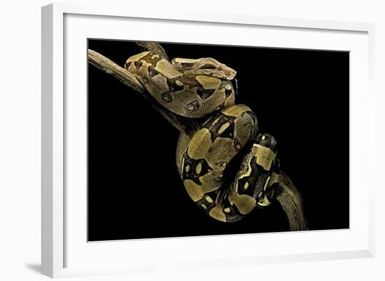 Boa Constrictor-Paul Starosta-Framed Photographic Print