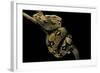 Boa Constrictor-Paul Starosta-Framed Photographic Print