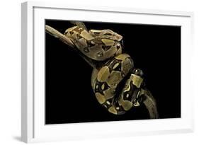 Boa Constrictor-Paul Starosta-Framed Photographic Print