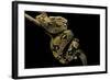 Boa Constrictor-Paul Starosta-Framed Photographic Print