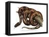 Boa Constrictor-null-Framed Stretched Canvas