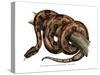 Boa Constrictor-null-Stretched Canvas