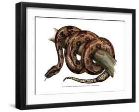 Boa Constrictor-null-Framed Giclee Print