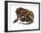 Boa Constrictor-null-Framed Giclee Print