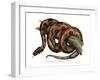 Boa Constrictor-null-Framed Giclee Print