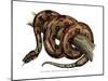 Boa Constrictor-null-Mounted Giclee Print