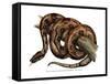 Boa Constrictor-null-Framed Stretched Canvas