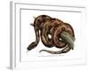 Boa Constrictor-null-Framed Giclee Print