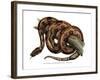 Boa Constrictor-null-Framed Giclee Print