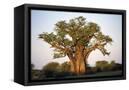 Canvas Black
