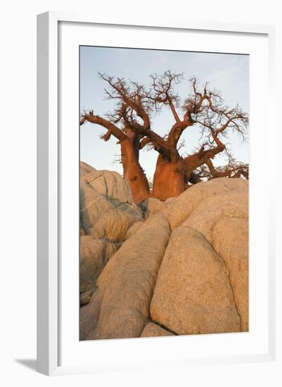 Boab in the Early Morning at the Isolated-null-Framed Photographic Print