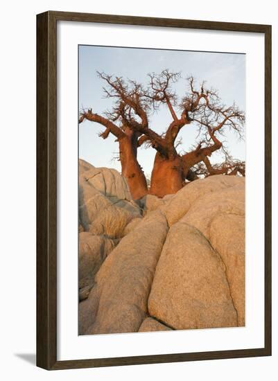 Boab in the Early Morning at the Isolated-null-Framed Photographic Print