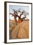 Boab in the Early Morning at the Isolated-null-Framed Photographic Print