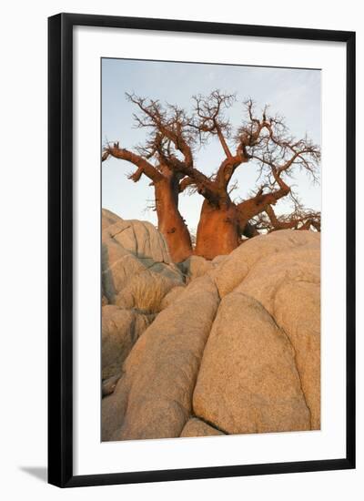 Boab in the Early Morning at the Isolated-null-Framed Photographic Print