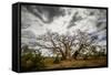Boab or Australian Baobab trees (Adansonia gregorii) with clouds, Western Australia-Paul Williams-Framed Stretched Canvas