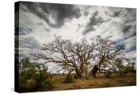 Boab or Australian Baobab trees (Adansonia gregorii) with clouds, Western Australia-Paul Williams-Stretched Canvas