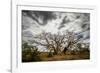 Boab or Australian Baobab trees (Adansonia gregorii) with clouds, Western Australia-Paul Williams-Framed Photographic Print