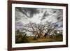 Boab or Australian Baobab trees (Adansonia gregorii) with clouds, Western Australia-Paul Williams-Framed Photographic Print