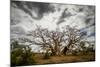 Boab or Australian Baobab trees (Adansonia gregorii) with clouds, Western Australia-Paul Williams-Mounted Photographic Print