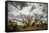 Boab or Australian Baobab trees (Adansonia gregorii) with clouds, Western Australia-Paul Williams-Framed Stretched Canvas