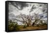 Boab or Australian Baobab trees (Adansonia gregorii) with clouds, Western Australia-Paul Williams-Framed Stretched Canvas