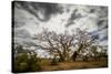Boab or Australian Baobab trees (Adansonia gregorii) with clouds, Western Australia-Paul Williams-Stretched Canvas